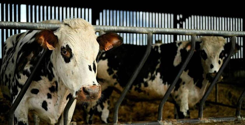 Les éleveurs espagnols demandent l’intervention de Madrid pour rétablir les exportations de bovins vers le Maroc