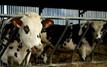 Les éleveurs espagnols demandent l’intervention de Madrid pour rétablir les exportations de bovins vers le Maroc