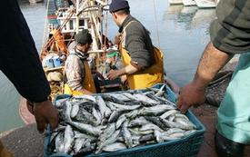 Pêche côtière et artisanale : 4,4 milliards de dirhams de produits commercialisés à fin mai 2026