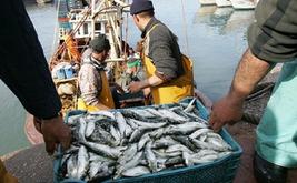 Pêche côtière et artisanale : 4,4 milliards de dirhams de produits commercialisés à fin mai 2026