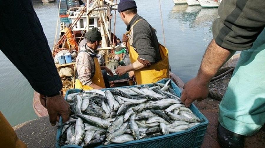 Pêche côtière et artisanale : 4,4 milliards de dirhams de produits commercialisés à fin mai 2026