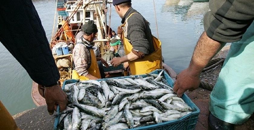 Pêche côtière et artisanale : 4,4 milliards de dirhams de produits commercialisés à fin mai 2026