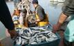 Pêche côtière et artisanale : 4,4 milliards de dirhams de produits commercialisés à fin mai 2026