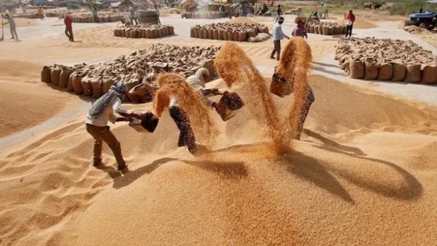 Le Maroc, premier client du blé européen lors de la campagne 2025-2026