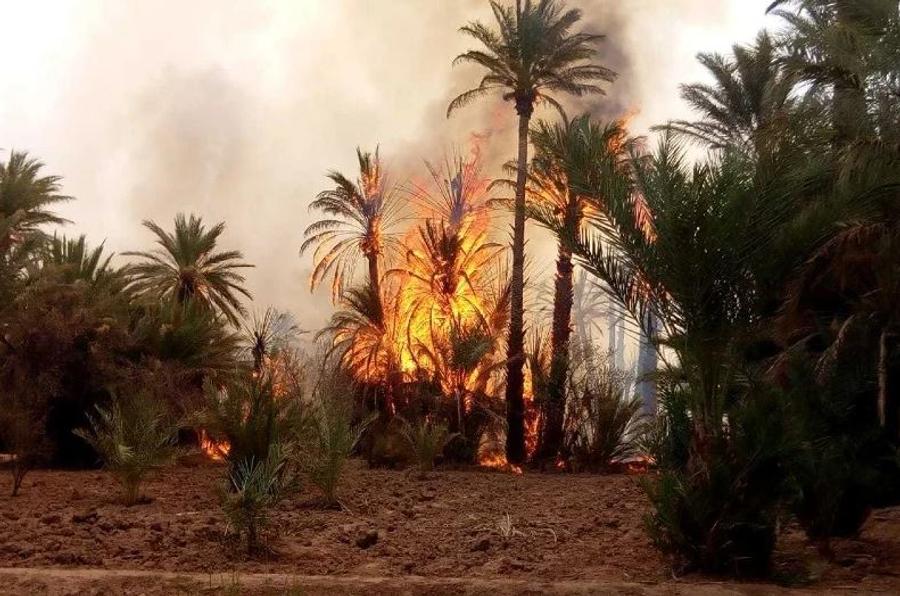 طاطا.. حملة تحسيسية لتعزيز الوقاية من حرائق الواحات