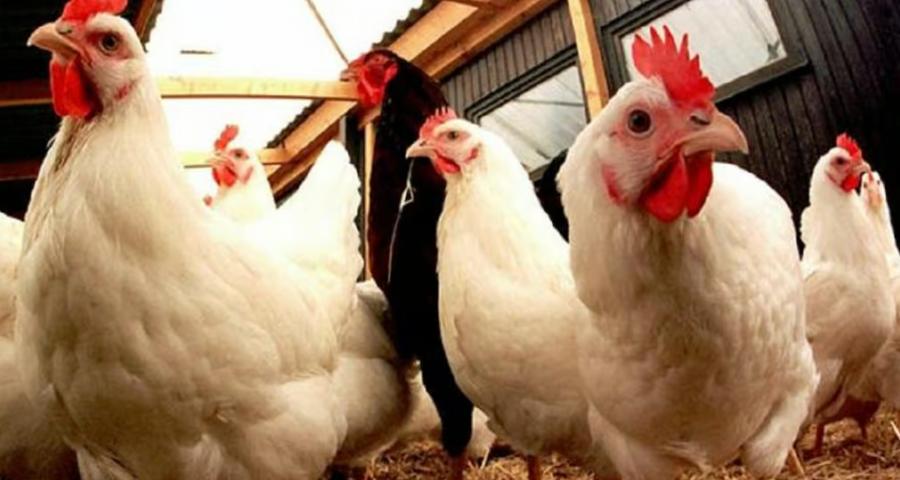 Morocco poultry sector crisis deepens as oversupply pressures prices