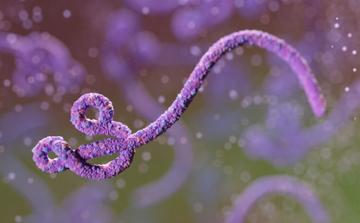 Aşı bulunmayan ve sağlık yetkililerini endişelendiren bu nadir Ebola virüsü hakkında neler biliyoruz?