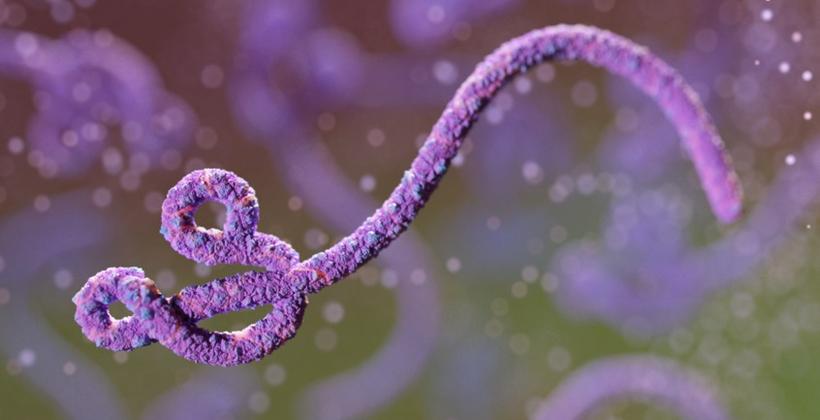 O que sabemos sobre o vírus Ébola, esta estirpe rara para a qual não existe vacina e que preocupa as autoridades de saúde?