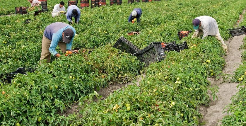 Agriculture : une année exceptionnelle pour les olives, les agrumes et les dattes au Maroc