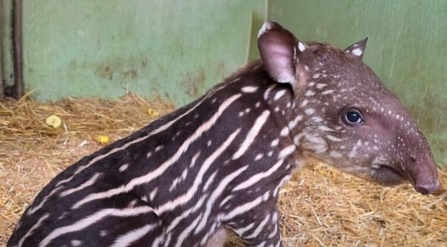 Rare Brazilian tapir birth marks conservation success at Ain Sebaa Zoo