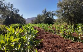 La agricultura y la pesca de Marruecos recuperan impulso gracias a las lluvias