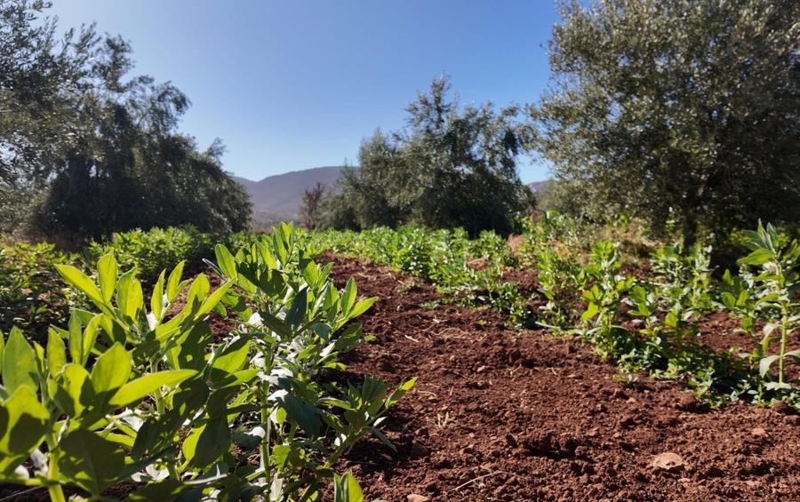 Morocco’s agriculture and fisheries rebound as rainfall revives growth