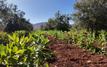 Morocco’s agriculture and fisheries rebound as rainfall revives growth