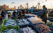 Safi : Les débarquements de la pêche artisanale et côtière en net recul à fin avril 2026