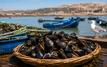 Agadir : La commercialisation des moules reprend dans la zone de Douira-Sidi R’bat