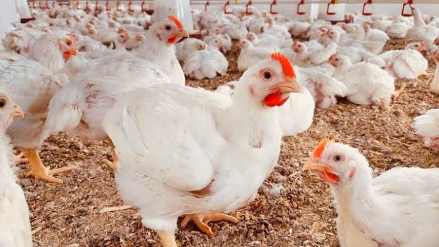 تهاوي أسعار الدجاج يهدد المربين الصغار والمتوسطين