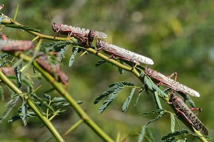 La FAO met en garde contre la progression du criquet pèlerin dans le sud du Maroc