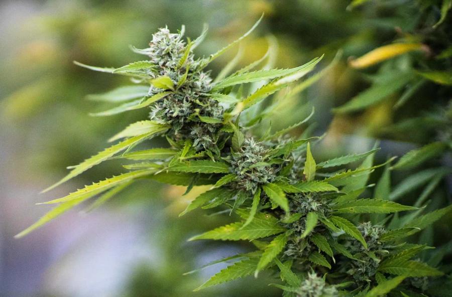 Germany approves first cannabis-based chronic pain medication Exilby