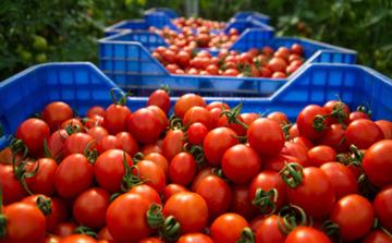 Tomates et poivrons : pourquoi les prix reculent actuellement au Maroc