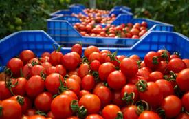 Tomates et poivrons : pourquoi les prix reculent actuellement au Maroc
