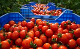 Tomates et poivrons : pourquoi les prix reculent actuellement au Maroc