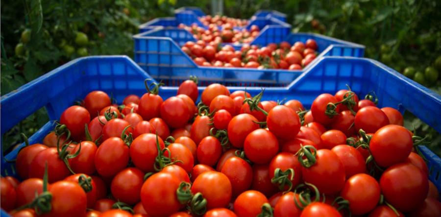 Tomates et poivrons : pourquoi les prix reculent actuellement au Maroc