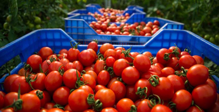 Tomates et poivrons : pourquoi les prix reculent actuellement au Maroc