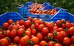 Tomates et poivrons : pourquoi les prix reculent actuellement au Maroc