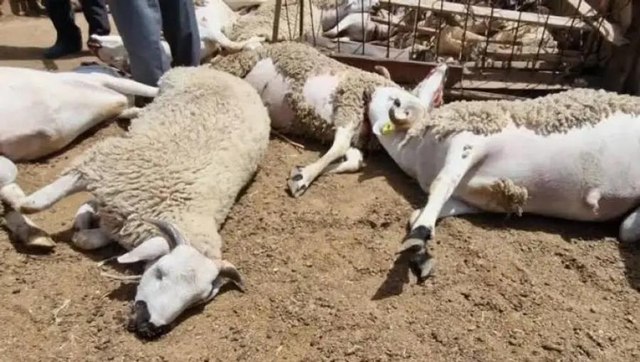 كلاب ضالة تتسبب في نفوق 28 رأسا من الأغنام بمراكش