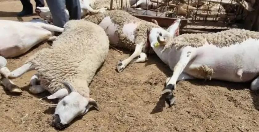 كلاب ضالة تتسبب في نفوق 28 رأسا من الأغنام بمراكش