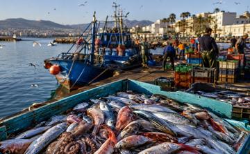Débarquements halieutiques : la Méditerranée marocaine affiche des performances contrastées en 2026