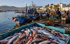 Débarquements halieutiques : la Méditerranée marocaine affiche des performances contrastées en 2026
