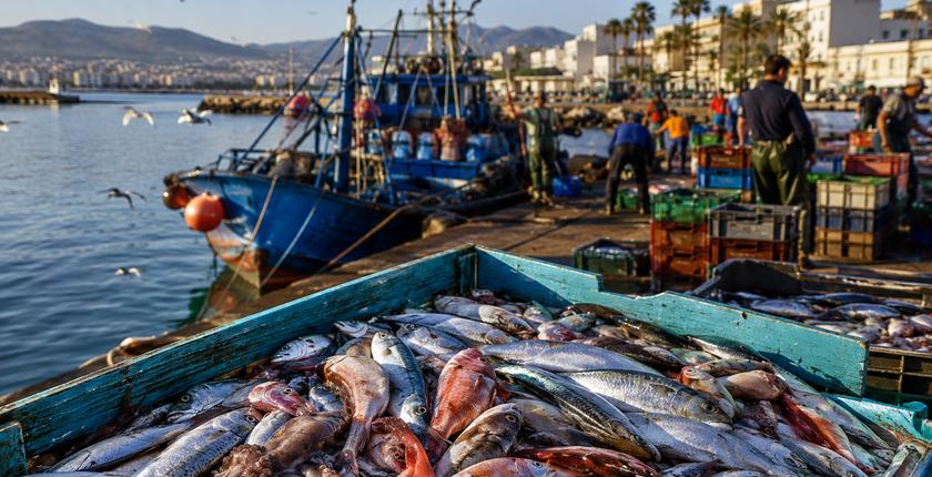 Débarquements halieutiques : la Méditerranée marocaine affiche des performances contrastées en 2026