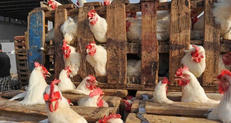 Surproduction avicole au Maroc : la baisse des prix soulage les consommateurs mais fragilise les éleveurs