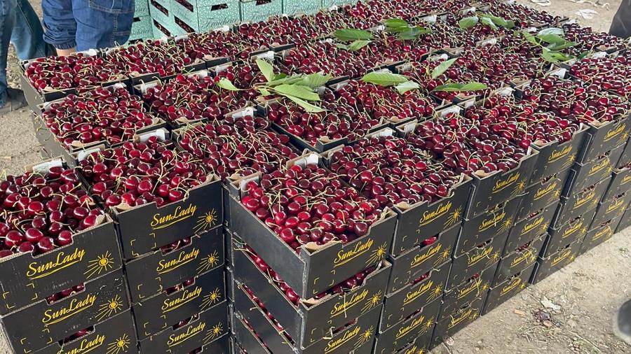 موسم "حب الملوك" بأموزار: وفرة في الإنتاج وتحديات في التسويق