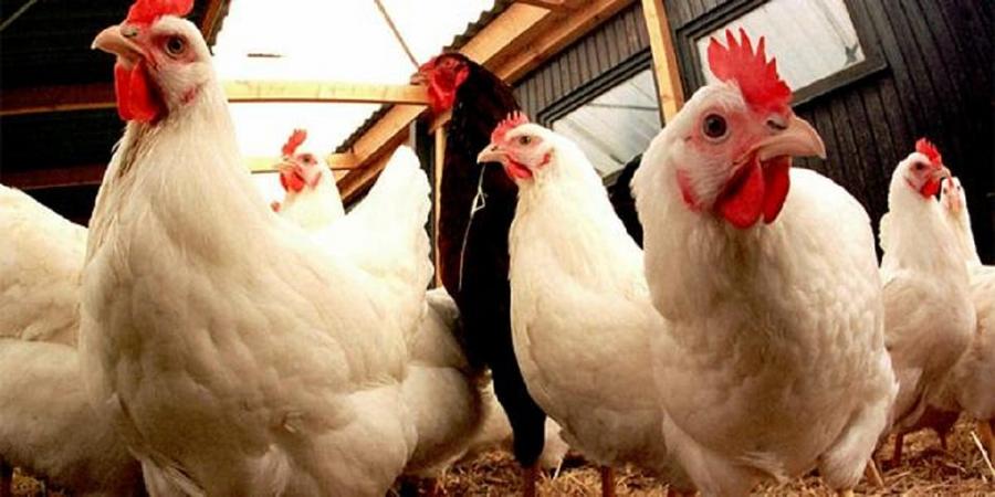 Filière avicole au Maroc : la baisse des prix soulage les consommateurs mais fragilise les producteurs