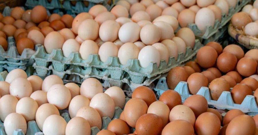 تراجع كبير في أسعار البيض