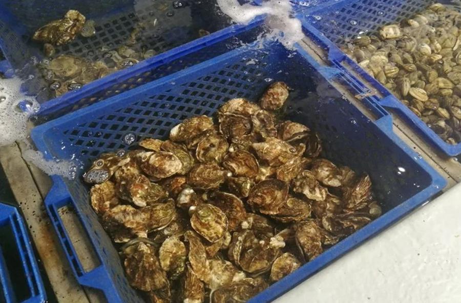 Marruecos prohíbe la recolección de marisco en Sidi Daoud y Cap Beddouza