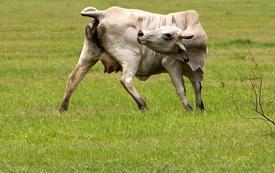 Second case of livestock parasite detected in Texas raises concerns among ranchers