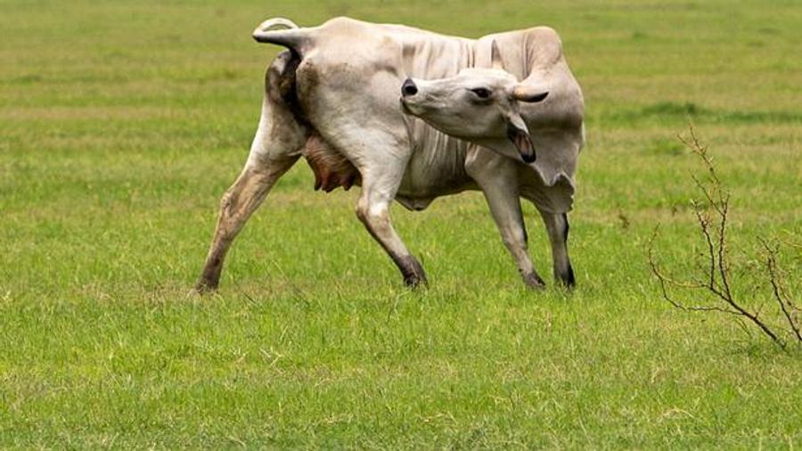 Second case of livestock parasite detected in Texas raises concerns among ranchers