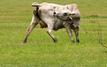 Second case of livestock parasite detected in Texas raises concerns among ranchers