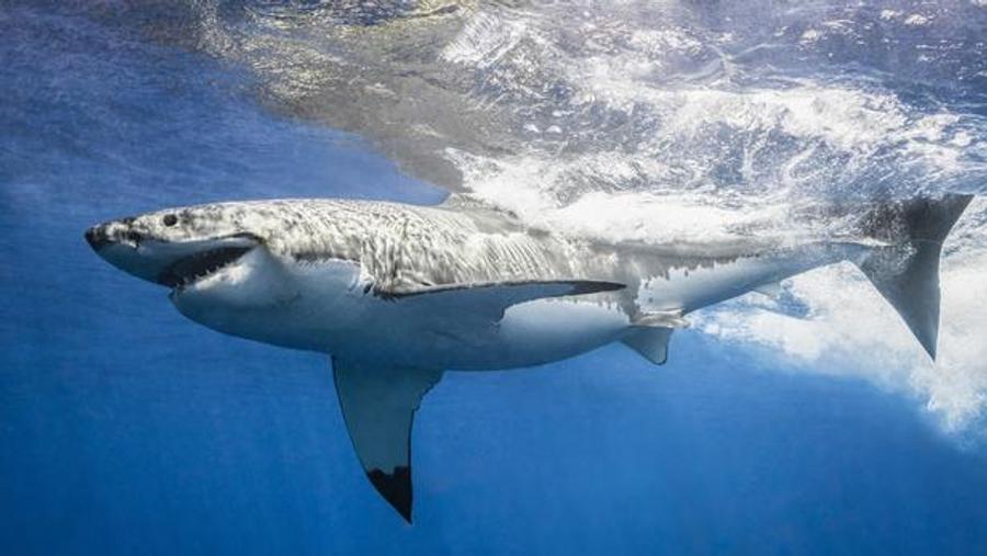 Diver dies after shark attack off Western Australia coast