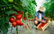 Morocco leads Spain’s non-EU fruit and vegetable imports