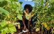 Morocco as a model for agricultural development in Eswatini