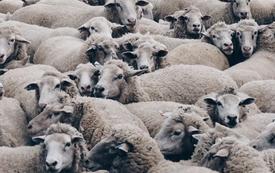 Morocco secures Australian sheep import deal amid domestic shortage for Eid Al-Adha