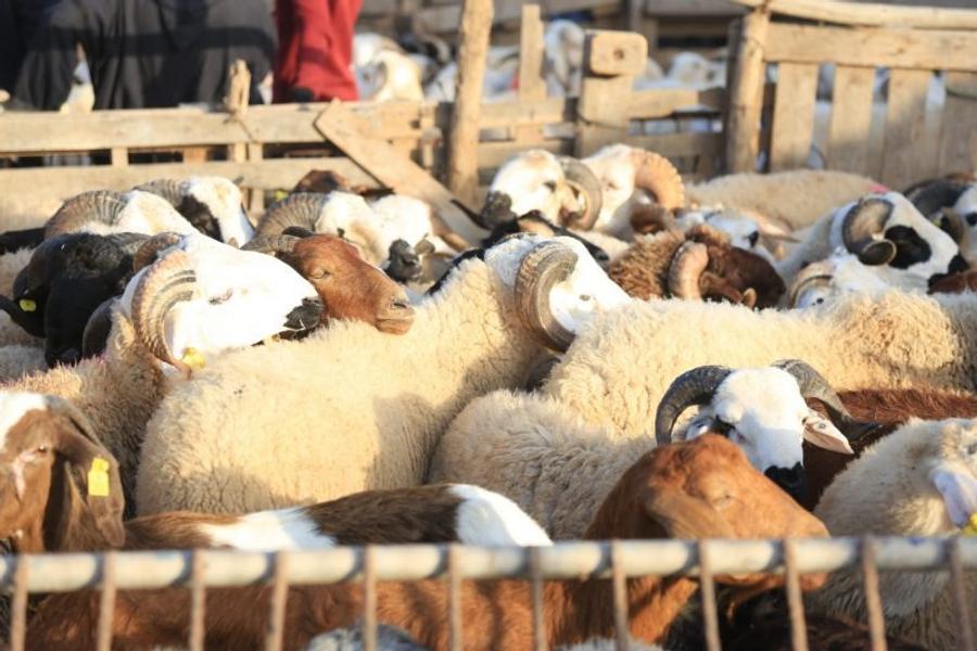  La réduction de l'offre de bétail pour l'Aïd : une crise inquiétante pour les éleveurs marocains