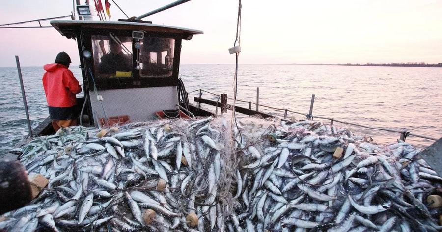 La pêche au port de Tanger en baisse de 22% en janvier 2025, selon l'ONP