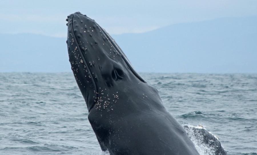 A near-death encounter: young man swallowed and spat out by a humpback whale