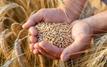 Morocco triples agricultural imports from Russia amid grain supply expansion
