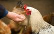 Navigating the bureaucracy of keeping farm animals in Spain